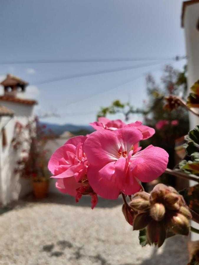 Casa Amani Bed and Breakfast Viñuela Buitenkant foto